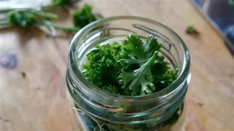 Петрушка на зиму: лучшие рецепты заготовки в банках, маринование, заморозка