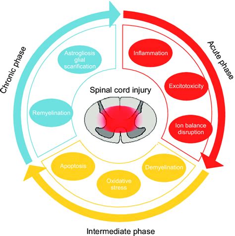 Pathophysiological Events Occurring After Spinal Cord Injury