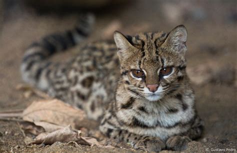 CONHEÇA O GATO DO MATO PEQUENO da campanha pela FAUNA na MATA