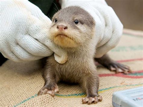 Image Gallery Otter Pups Get A Checkup Live Science