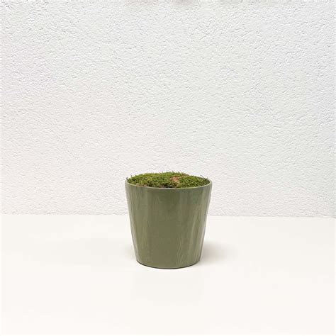 Composizione Cespuglio Di Tradescantia Artificiale Vaso In Ceramica