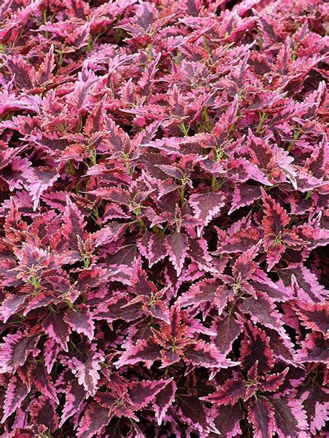 Coleus Sun Loving With Edged Leaf