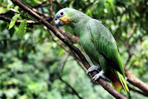 Brasil Passa A Fazer Parte Do Protocolo De Nagoia Sobre Biodiversidade