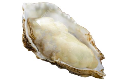 Sea Oyster Seafood Sea Oyster Seafood Ingredients Png Transparent