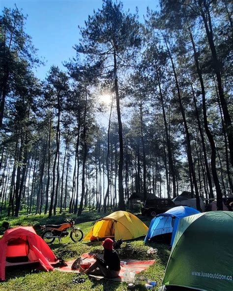 Hutan Pinus Loji Blitar Piknik Asyik Di Lereng Gunung Kelud