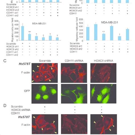 HOXC8 Regulation Of Cell Migration Is CDH11 Dependent A Hs578T Or