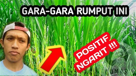 Rumput Napier Pakchong Rumput Gajah Jenis Unggul Napier Thailand