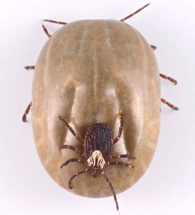 Gulf Coast tick - Amblyomma maculatum Koch