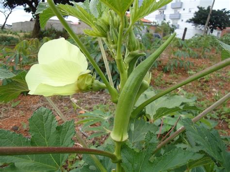 Quiabo Abelmoschus esculentus Brasil Holístico BRAH