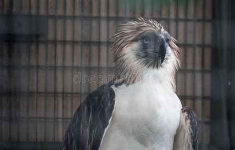 A Guia Filipina Pithecophaga Jefferyi Uma Das Esp Cies De Aves Mais