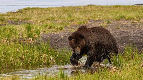 Yellowstone National Park Stunning Photos Celebrate 150 Years Of Nature And Wildlife Fox News