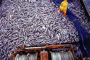 Overfishing Effects - Overfishing