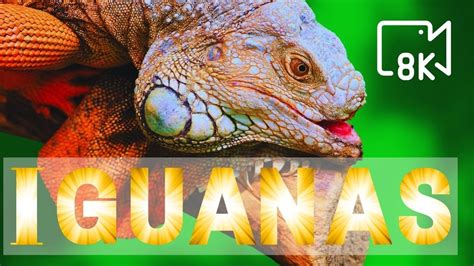 Multi Colored Breathtaking Collection Of Iguanas And Reptile In 4k8k