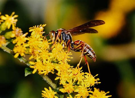 Easy Wasp Identification A Visual Guide To 19 Common Types Of Wasps