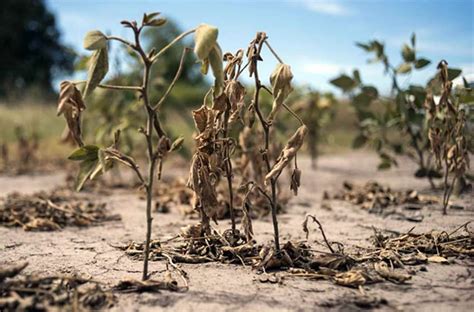 Sequía Decretaron La Emergencia Agropecuaria En Santa Fe Radio Eme