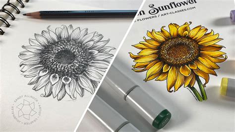 Sunflowers How To Draw One Freebies To Color New Copic Flower