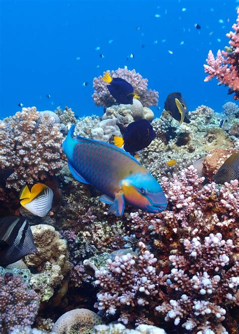 Free Images Diving Close Coral Reef Egypt Habitat Ecosystem Underwater World Red Sea