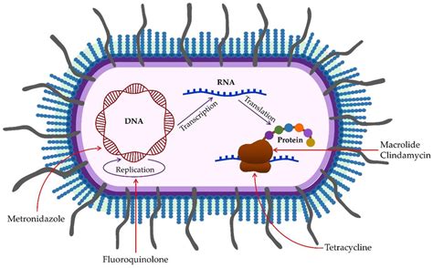 Mechanisms of antibiotic action on Porphyromonas gingivalis ...