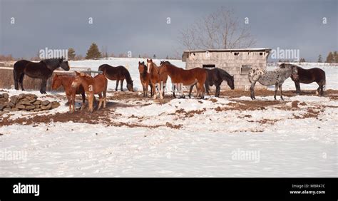 Horses with light snow on ground Stock Photo - Alamy