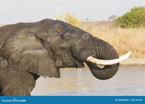 Acqua Potabile Maschio Dell Elefante Africano Sudafrica Immagine Stock