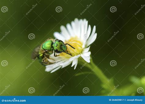 Silky Striped Sweat Bee Agapostemon Sericeus On A Flower Stock Image