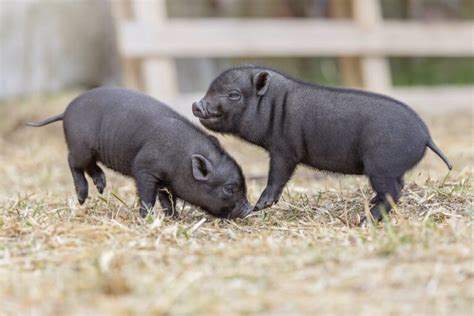 How Big Do Teacup Pigs Get Average Weight Growth Chart PangoVet