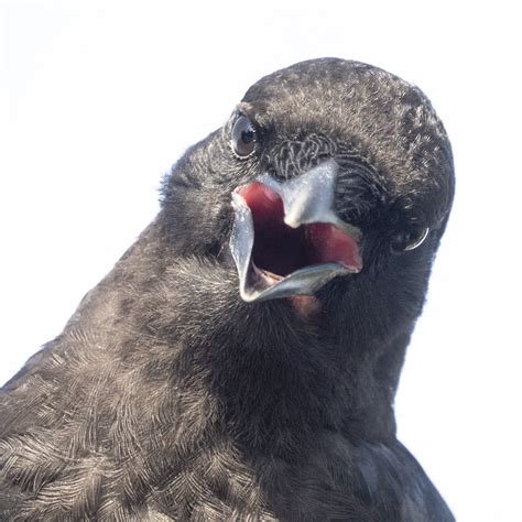 Crow Beak Open