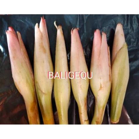 jual kecombrang kincung  gram jakarta pusat baligequ tokopedia