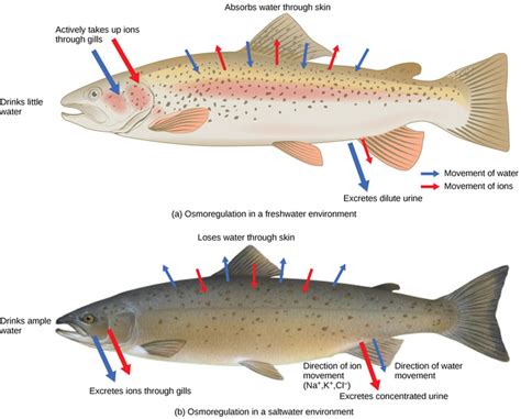 414 Osmoregulation And Osmotic Balance Osmoregulators And