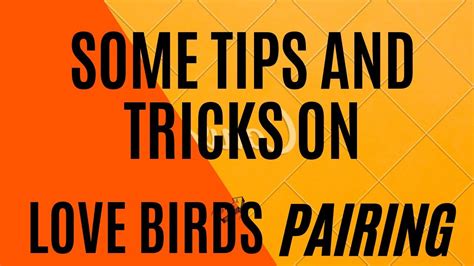 LOVE BIRDS PAIRING TIPS AND TRICKS IN THIS BREEDING SEASON YouTube