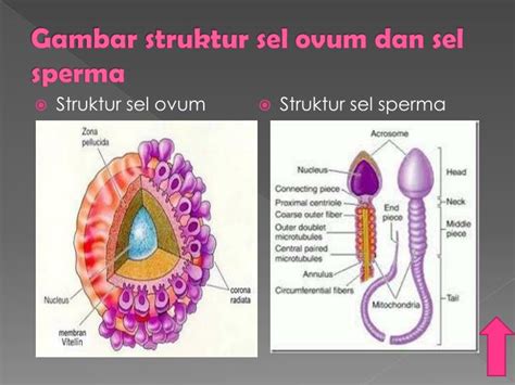 PPT SISTEM REPRODUKSI MANUSIA DISUSUN OLEH SUMIATI E1A012053