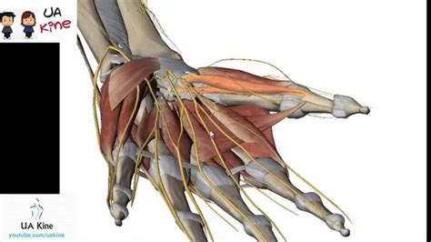 Descubre La Anatom A Y Biomec Nica De Los M Sculos De La Mano Puntos