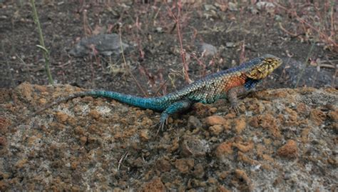 Diet Composition Of Sceloporus Horridus Horridus Sauria