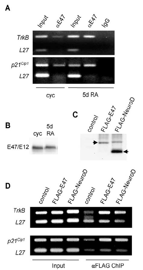 BHLH Proteins Bind The TrkB And P21 Cip1 Promoters In Vivo A Cells