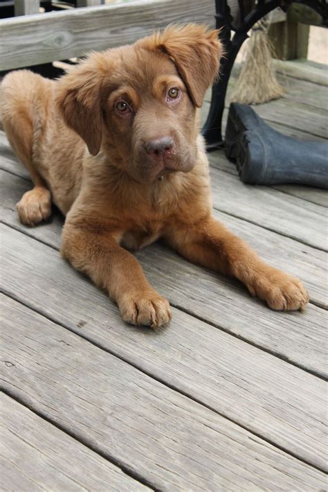 Yellow Lab Retriever Mix