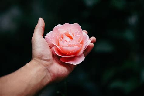 Hand Holding Flower In Palm