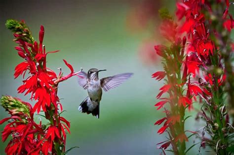 Lobelia Cardinalis Aquarium Plant Care Guide