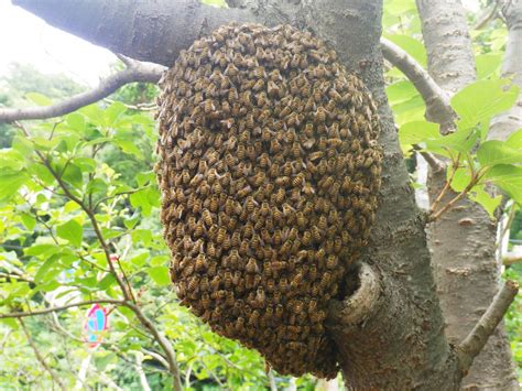 ニホンミツバチの分蜂 ～その①～身近な自然といろんないきもの｜ブログ金沢動物園公式サイト｜公益財団法人 横浜市緑の協会