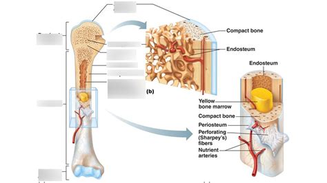 Typical Long Bone Diagram Quizlet