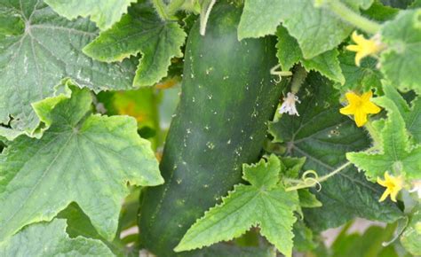 Shop Pickling Cucumber, Chicago Pickling and other Seeds at Harvesting ...