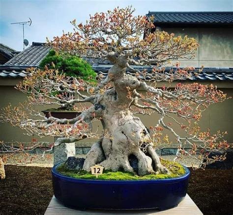 Pin By Bagus Wijaya On Bonsai Insp Pine Bonsai Bonsai Bonsai Tree