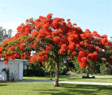 Royal Poinciana Flamboyant Tree Flame Tree Delonix Regia Eureka Farms