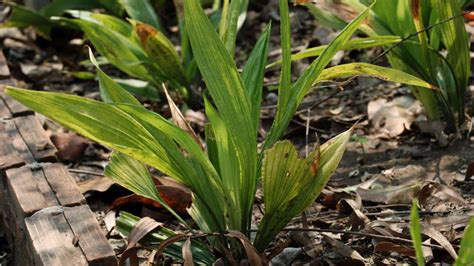 How To Grow Care For Cast Iron Plant Aspidistra Elatior Planet