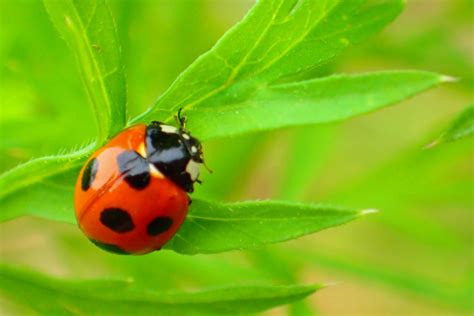 完全無農薬マニュアル。害虫の天敵を知ろう！（テントウムシ編） 農業メディア│think And Grow Ricci