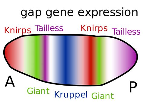 Gap Gene Expression Svg