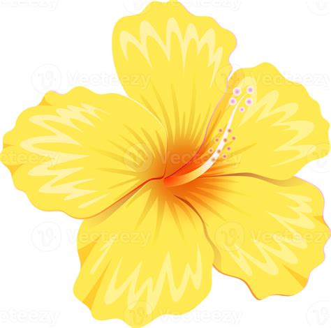 Free Hibiscus Fleurs Symbole Couleur Png With Transparent