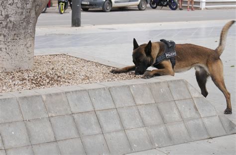 La Policía Local de Adra detiene a dos individuos por un presunto