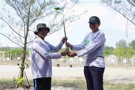 PT Timah Tbk Tanam Ribuan Mangrove Dan Ratusan Pohon Buah Di Wilayah