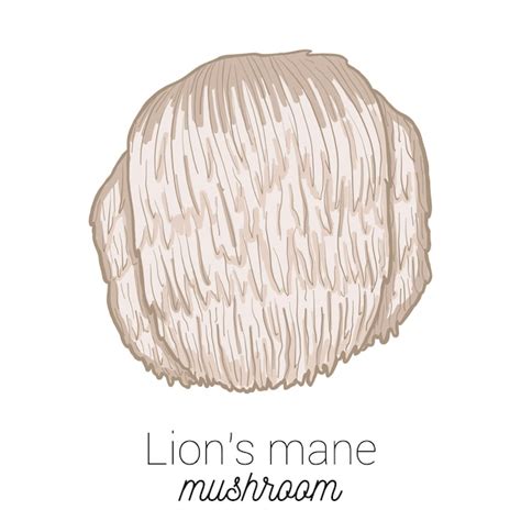 Premium Vector Lions Mane Medical Mushroom Colorful Vector Illustration