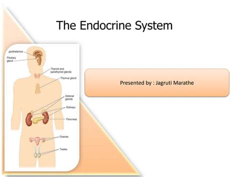 Powerpoint Endocrinepptx